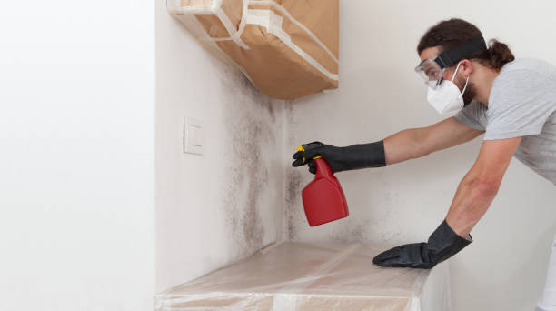 Professional Mold Removal technician working in Rochelle Park, NJ